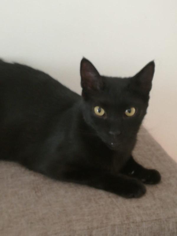 Geii (Panterone) dolcissimo coccolone Foto 4